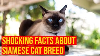 Siamese Cat Breed 10 Shocking Facts You Need To Know/All Cats