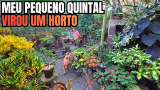MEU PEQUENO HORTO, UM VERDADEIRO PARAÍSO VERDE | FLORES, FOLHAGENS COLORIDAS DE SOL E DE SOMBRA 