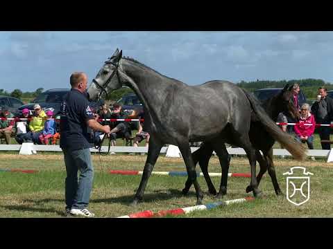 A064 Hengstfohlen von Comme il faut - Cachas - Cassini I