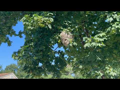 A Large Bald-Faced Hornets Nest Found in a Tree in Metuchen, NJ