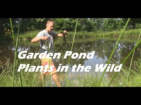 How to find Garden Pond Plants (aquarium plants) in a Wild Pond Video