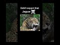 Big cat roar part 1 #viralvideo #youtubeshorts