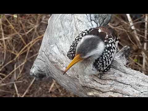 Djuma: Yellow-billed and Red-billed Hornbills - 06:03 - 09/11/21