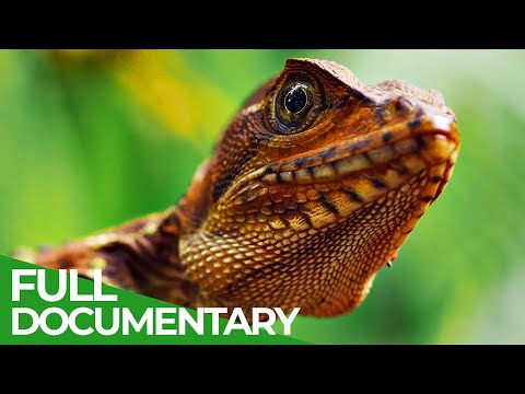 Wild Colombia Revealed | Free Documentary Nature