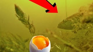 Тесто с яичным желтком для рыбалки
