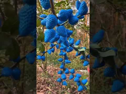 blue strawberry