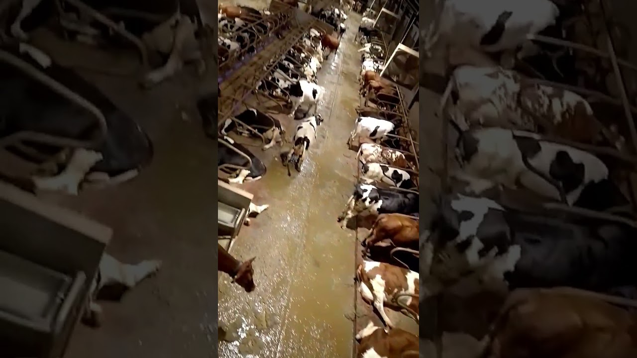 YouTube Short thumbnail