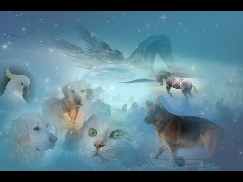 Trauer auflösen - Wenn dein Haustier stirbt