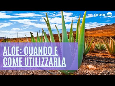 Trattamento sottovuoto di impotenza Celebrato con un pene piccolo