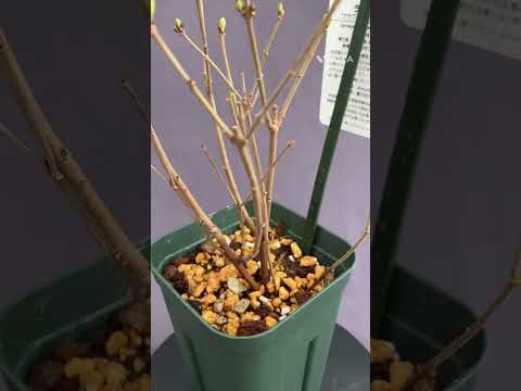 高貴なライラック 植物