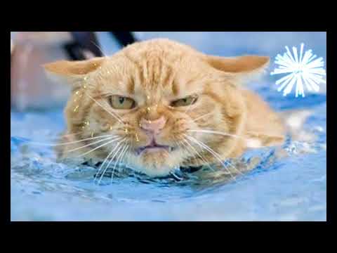 Angry Cat Ringtone