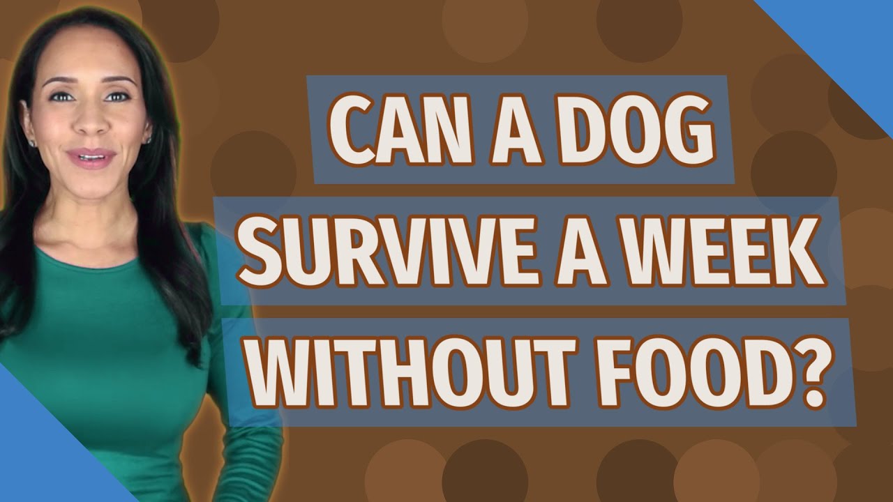 How long can the puppy go without food?