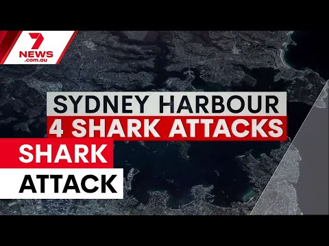 Boy fights for life after Sydney shark attack | 7NEWS