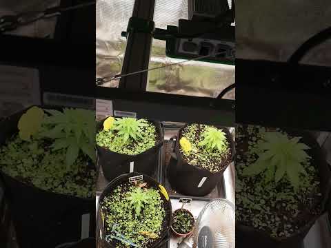 Running Autos on 12/12 – Can It Actually Work? 🌱⚡️ #GrowTest