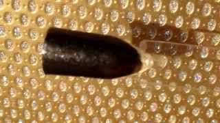 Bitch By Jaclyn Have a Holly Jolly Black Friday closeup