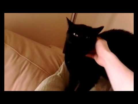 My Video Archive : black cat (July 2014)