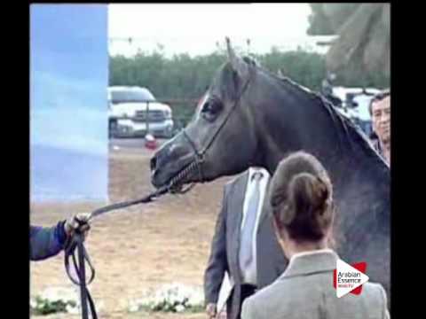 N.207 KAHEELAN AL MAHA - Ajman 2016 - Colts 2 years old (Class 8B)