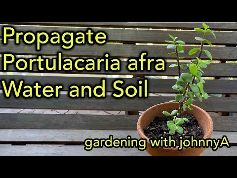 How To Propagate Portulacaria afra Elephant Bush - Water vs. Soil Methods - Spekboom