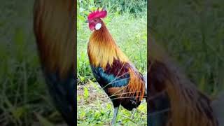 Download lagu tiếng gà trống. suab qaib qus qua dib tuaj zoo heev mp3