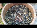 Amazing Fresh Climbing Fish Caught In Village Pond FishingBD