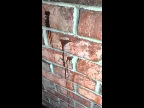 Pavement Ant Infestation in Holmdel, NJ