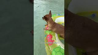 TESTEI UM BOTE INFLÁVEL NO LAGO DE CASA! #pets
