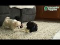 Mixed Breed dogs for sale: Muffin - Video 1