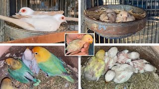 Lovebirds Mutation and Pied Doves Breeding Setup