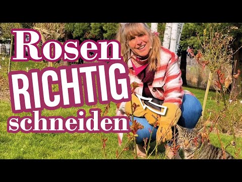 Wie schneide ich Rosen richtig | die wichtigesten Tipps von Anfang an