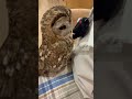 いたずらしてるこつぶさん#owl #フクロウ #モリフクロウ #birds #animals #pets