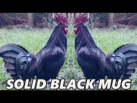 SOLID BLACK MUG !! Beautiful Black Birds Criadero Guerra