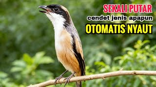 Download lagu Pancingan suara cendet Muda gacor di pagi hari bikin cendet apapun auto langsung NYAUT SEKETIKA mp3 Download lagu Pancingan suara cendet Muda gacor di pagi hari bikin cendet apapun auto langsung NYAUT SEKETIKA mp3