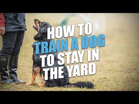 YouTube video about: How to keep a farm dog from roaming?