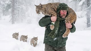 Man Saved a Freezing Bobcat Family — But He Never Expected What Followed
