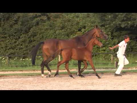 23 Diëgo P B Z (Diamant de Semilly x Nabab de Reve x Lux)  hengst / colt