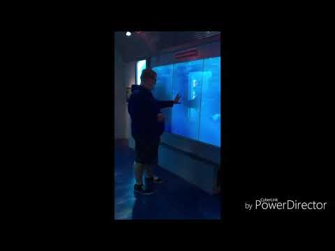 Lihava mies pelästyy ja kusee housuun.exe