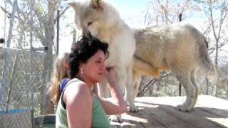 Wolf Mountain Sanctuary ~ Tina and Niwah