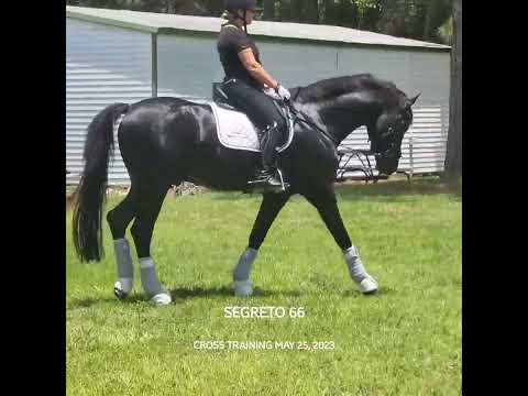 SEGRETO 66 HANOVERIAN 5 YR OLD STALLION