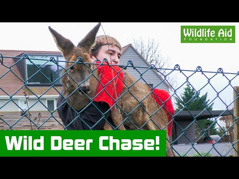 Trapped DEER given a helping hand to freedom