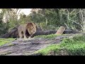 African Safari Animal Kingdom Disney World Lion Cheetah Hyena Giraffe Gazelle Hippo Serban Cioca