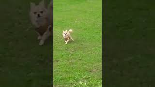 ビビリ犬こと「ココち」🐕に悲劇が、、、