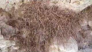 Giant Ball of Harvestmen (Daddy-long-legs)