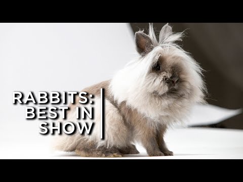 , title : '17,000 rabbits vie for the top spot of "Best in Show"'