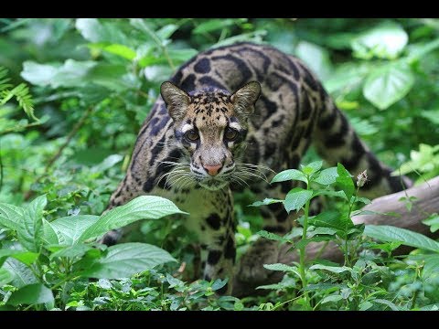 Panthera's 2019 March Catness Winner: The Clouded Leopard