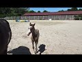 Poulain Paint Horse grullo overo pp