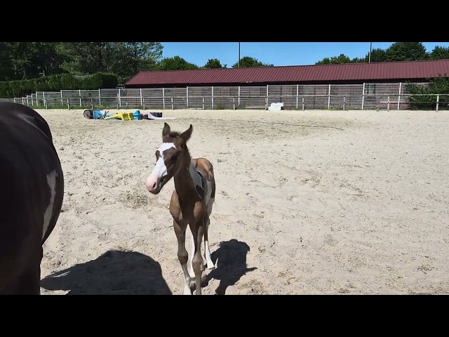 Poulain Paint Horse grullo overo pp