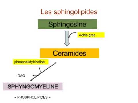 LIPIDES