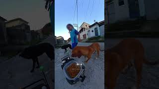Eles alimentam cães de rua! 🥰💖