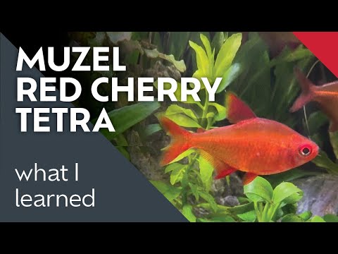 Muzel Red Cherry Tetra Care Guide: Schooling Fish