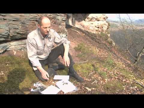 Le faucon pèlerin - Natura 2000